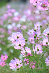 コスモス畑＠長崎県諫早市白木峰