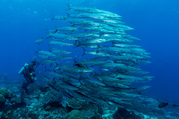 Barrakudas mit Taucher