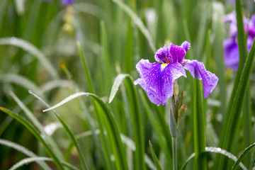 花菖蒲