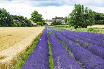 Naklejka na ściany i meble Fields with lavender in the provence