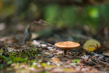 Nature, coniferous forest, fungus in forest litter.