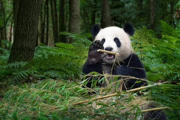 Keuken foto achterwand Panda Pandabeer die bamboe eet en zwaait
