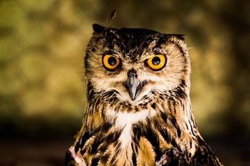 Owl