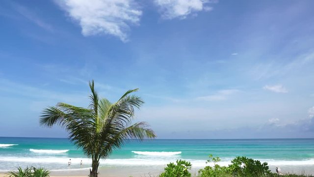 Palm trees with tropical sea in summer season in phuket thailand