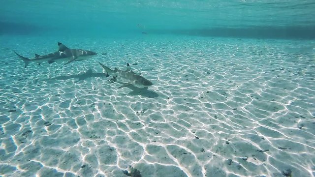 requin pointe noire en polyn&eacute;sie
