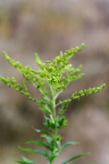 Inflorescence of grass close-up on blurred background