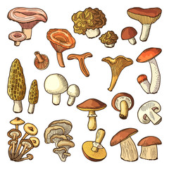 Colored nature vector illustrations of mushrooms. Truffles, slippery and chanterelle