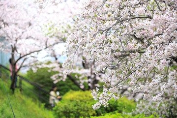 Fototapeta premium 桜の花