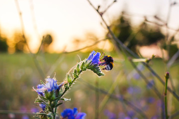 Bumblebee pollinate or collect nectar on blue flower at golden sunlight in sunset time