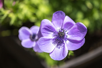 アネモネの花