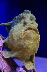 Shaggy frogfish, Antennarius hispidus