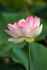 Obraz premium 蓮の花