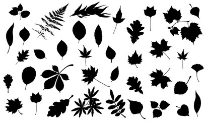 Silhouettes of tree leaves