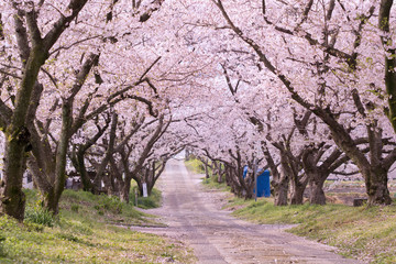 Fototapeta premium 桜のアーチ