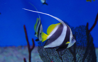 Heniochus acuminatus