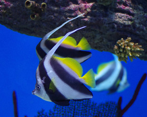 Heniochus acuminatus