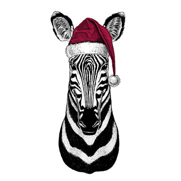 Zebra Horse Christmas illustration Wild animal wearing christmas santa claus hat Red winter hat Holiday picture Happy new year