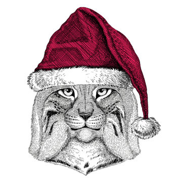 Wild cat Lynx Bobcat Trot Christmas illustration Wild animal wearing christmas santa claus hat Red winter hat Holiday picture Happy new year