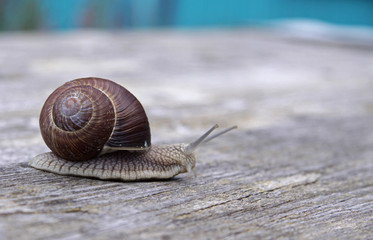 Snail on a wooden table