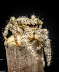 Rindenspringspinne (Marpissa muscosa)