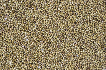 Dried coriander seeds