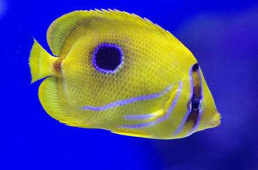 Chaetodon plebeius, commonly known as the blueblotch butterflyfish
