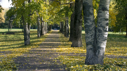 Alley of poplars in autumn
