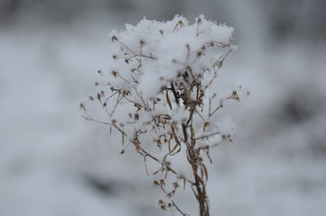 snowy flower