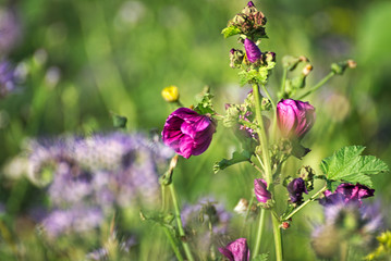 flowers on a field in summer 