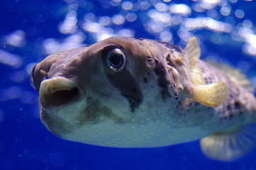 Long-spine porcupinefish