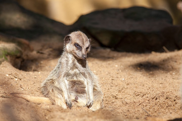 Fototapeta premium Depressed animal. Bad day at work for a tired meerkat. Funny cute animal meme image.
