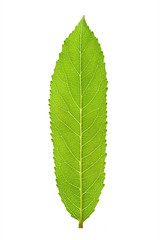 Young green tree leaf closeup isolated on white background.