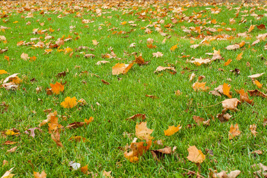 Green grass and fallen leaves. Autumn background. - Powered by Adobe