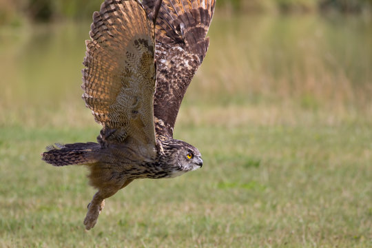European eagle owl bird of prey taking off. Flying close to ground.
