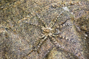 Image of River Huntress Spiders (Venatrix arenaris) on the rock. Insect Animal