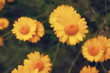 Beautiful yellow wild flower daisy chamomile close-up on glade in fields