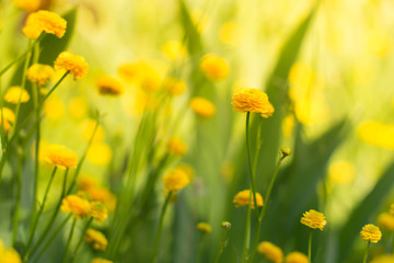 Yellow garden buttercups . little yellow flowers.