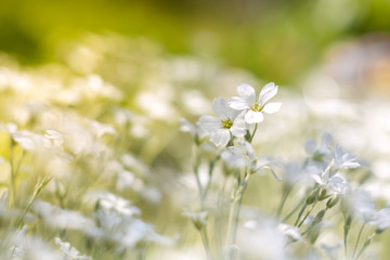 Delicate small white flowers in sunlight on a beautiful background.