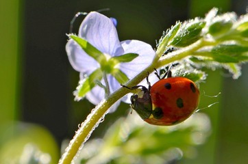 ladybug on the flower