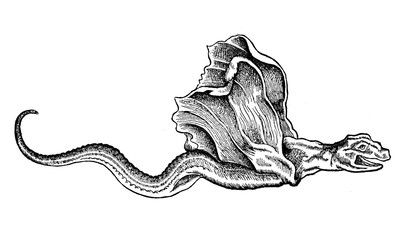 Fantastic mythical creature, a basilisk-drake sea monstewr, vintage engraving, year 1598