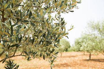 Olivenbaum