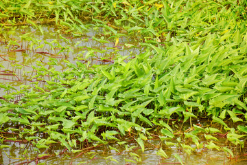 Morning glory in the marsh