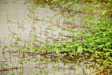Morning glory in the marsh