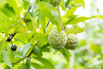 Young custard apple, sweet asian fruit in Thailand