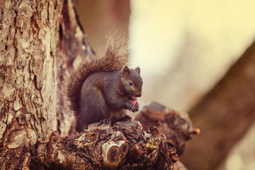 Squirrel