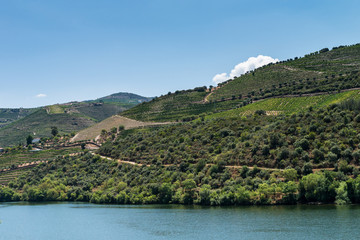 Point of view shot of terraced vineyards in Douro Valley