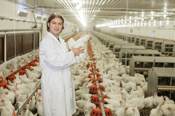 Veterinarian holding chicken in the indoor chicken farm.