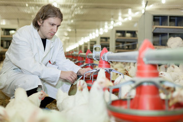 Veterinarian farmer control chicken feeding in the indoor chicken farm