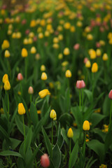 поле тюльпанов