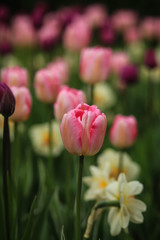 тюльпаны и нарциссы 
